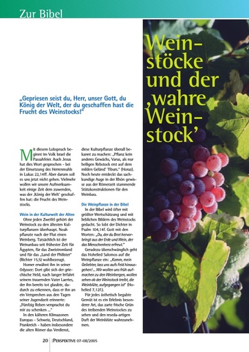 Perspektive 2005 07 einstoecke und der wahre weinstock
